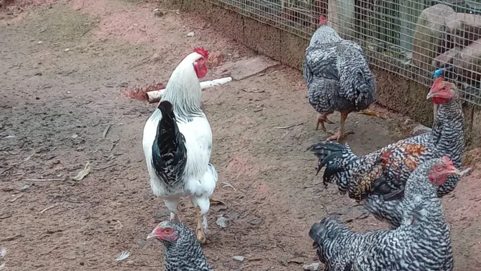 Galos,  galinhas, frangos caipira  