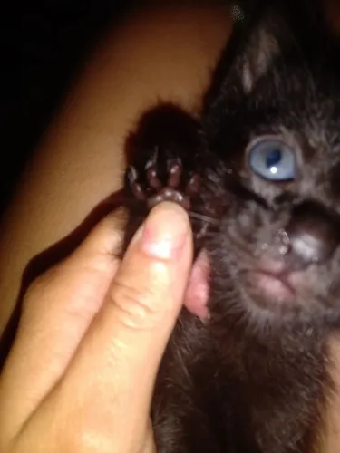 Gatinhaa filhote