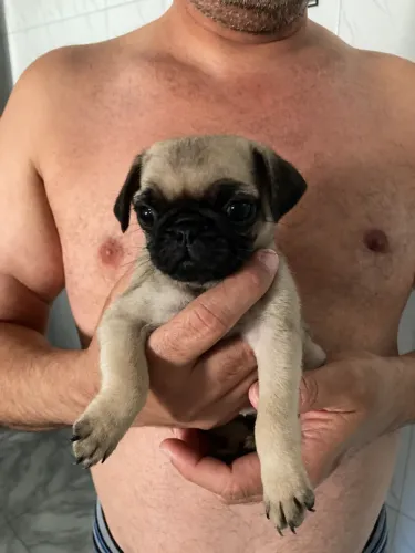 Lindas filhotes de Pug abricot
