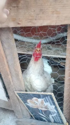 Galo novo