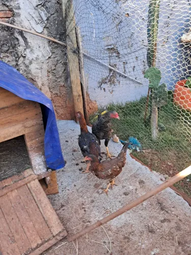 Frangos