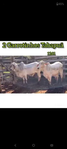 2 Garrotinhos Tabapuã 