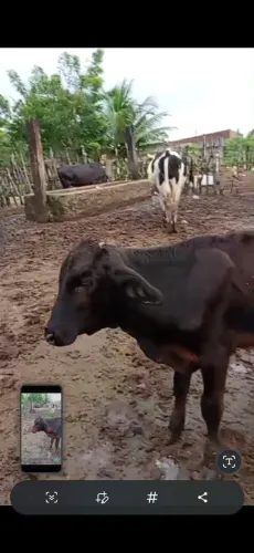 Bezerro