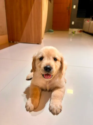 Golden Retriever 