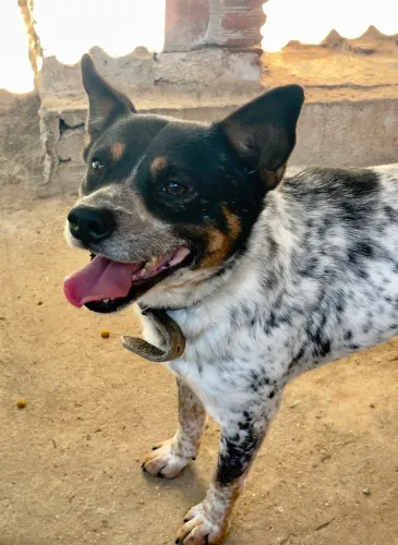 Doação de cachorros