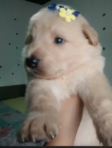 Lindos filhotes de golden retriever 