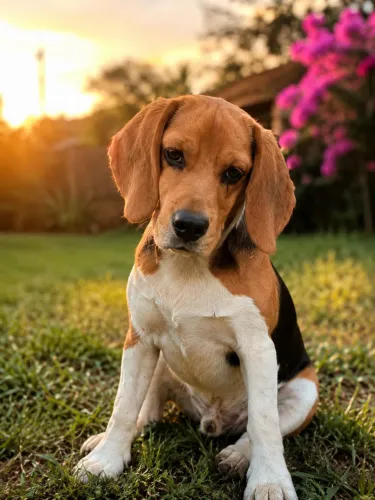 Filhote de beagle