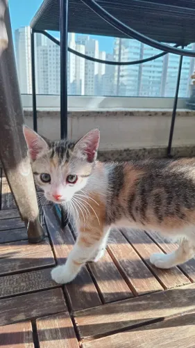 Gatinha