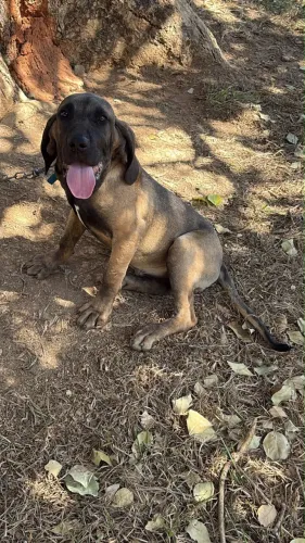 Fêmea Fila Brasileiro
