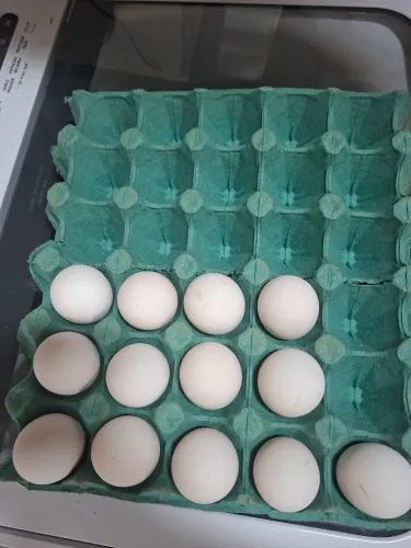 Ovos galinha cara de palhaço