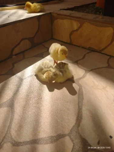 Vendo filhotes de Perus e de Patos