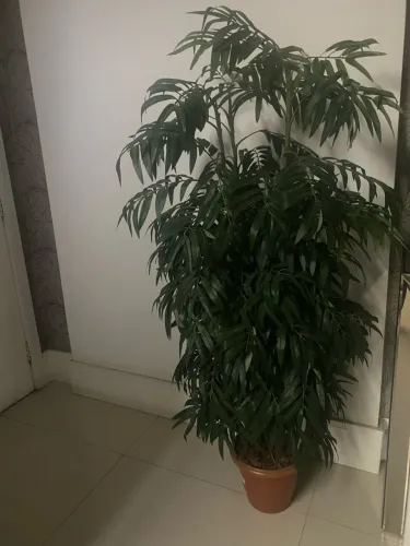 Planta decorativa