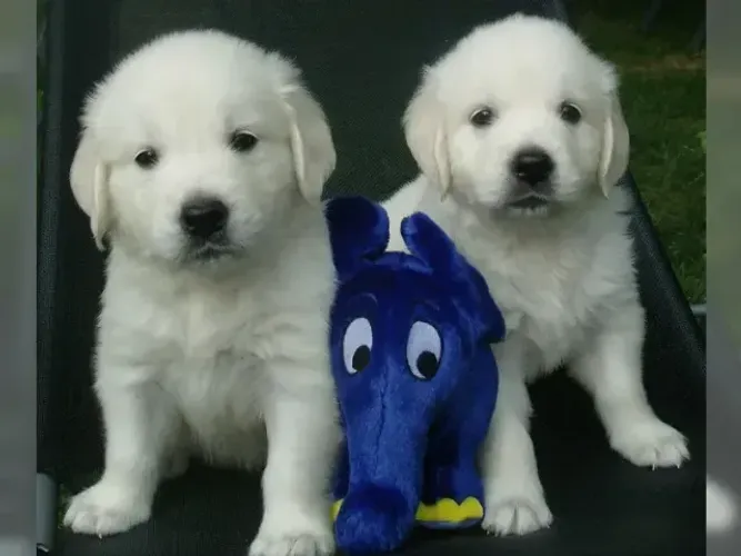Filhotes Golden Retriever linhagem selecionada e super dócil