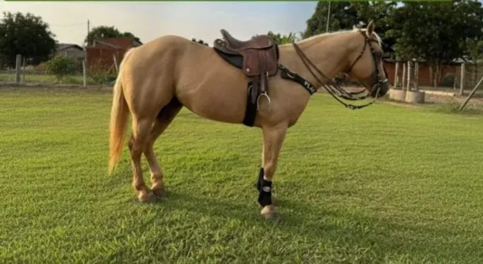Cavalos