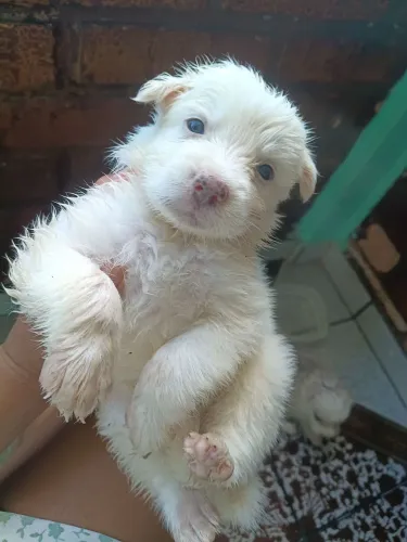Filhote de husky siberiano macho somente