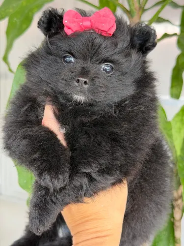 Spitz alemão fêmea Black Pronta entrega.Pedigree e Vacinada