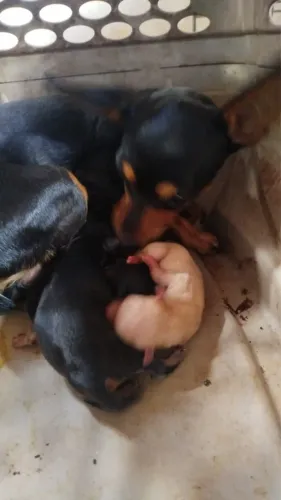 Cachorro