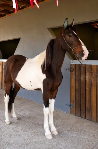 Cavalo Pampa - Manso e de Serviço - Para Cavalgada e Trabalho com Gado