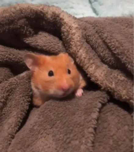 Hamster 