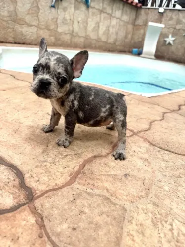 Bulldog francês com 50 dias vacinado