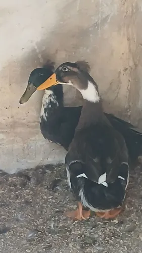 Casal Marreco pompom 