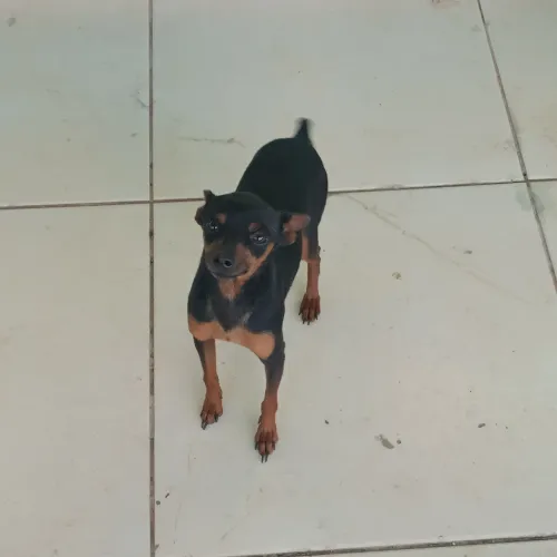 Pinscher 1