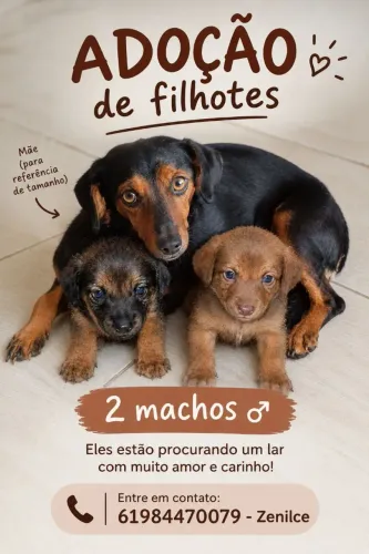 Doação de filhotes
