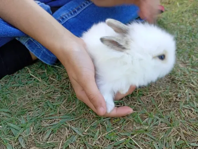 Coelhos Filhotes R$ 50,00 reais cada