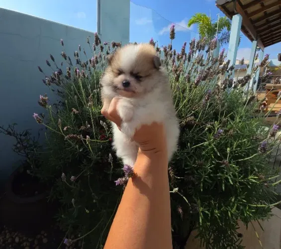 Lulu da pomerania macho com pedigree