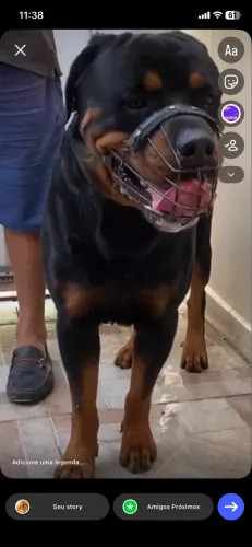 Rottweiler