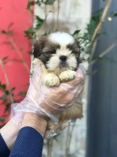 Seu Shih Tzu dos sonhos está aqui ? parcelamos em até 12x sem juros