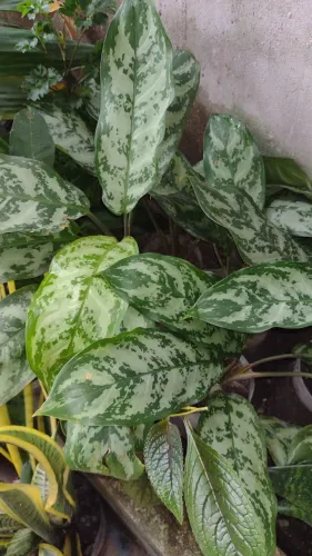 Vendo plantas 