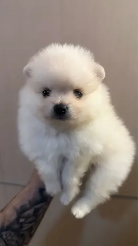 Spitz alemão anão (Luluzinha )