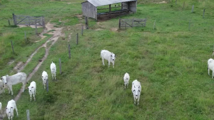1075 hectares fazenda pronta e formada nas margens do asfalto há 145 km de Belém R$ 22 mil