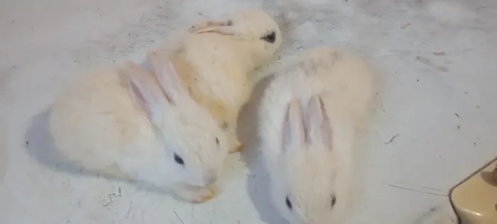 Porquinhos e coelhos 