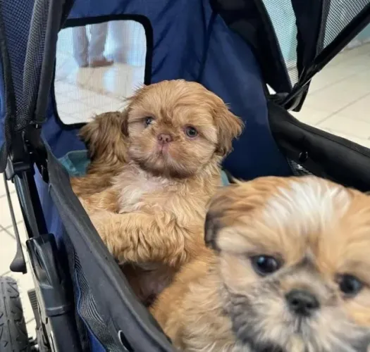 Filhotes de Shih Tzu | Um amigo para mudar sua rotina.