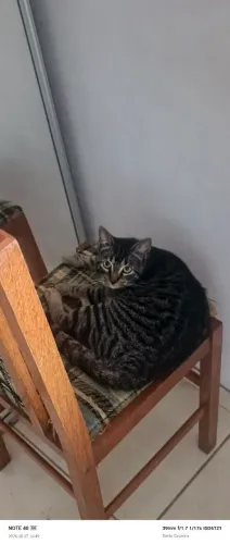 Dos se gatinhas