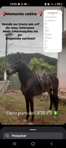 Cavalo mm registrado