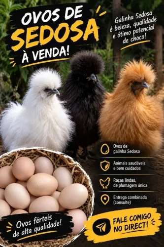 Ovos sedosos a venda