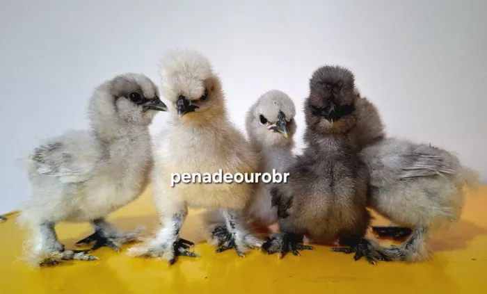 Pintinhos de Sedosa do Japão - Padrão Europeu (Linhagem Importada)