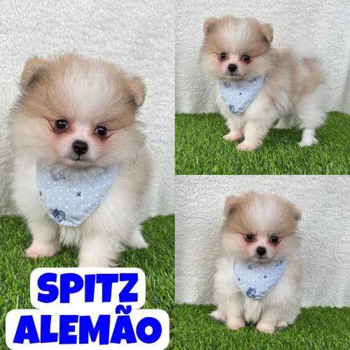 Spitz Alemão Anão Macho aqui no Puppy Stop