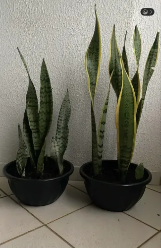 2 Plantas Naturais nos vasos Espadas de São Jorge e Santa Bárbara vendo juntas as 2 80,00