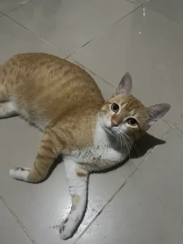 Estou doando esse gato 
