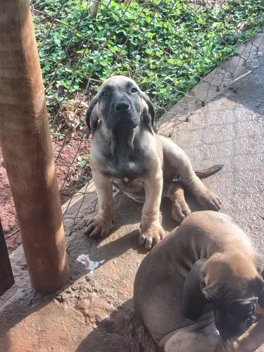 Filhotes de Fila macho com pedigree