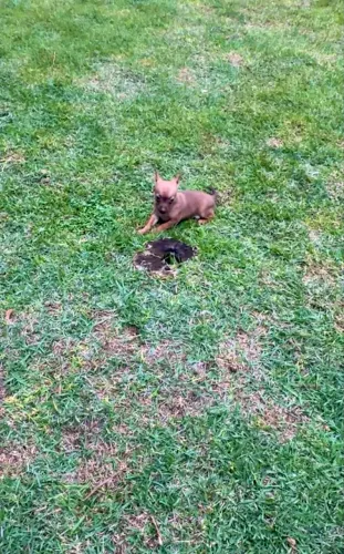 Pinscher Miniatura 