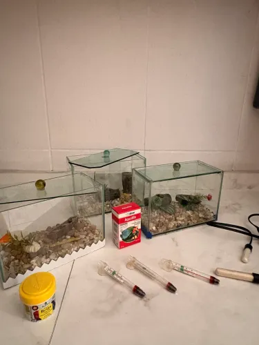 Kit completo para Betta - 3 aquários + aquecedores + acessórios
