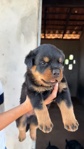 Cachorro Rottweiler