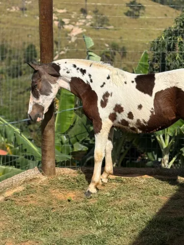 Linda potra avenda !!!