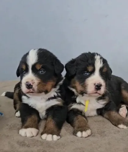 Bernese Mountain com Pedigree de pureza e Microchip