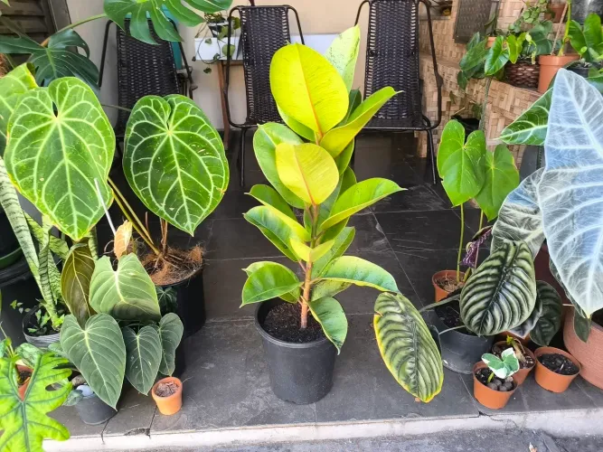 Planta Ficus Elastica Shiveriana 